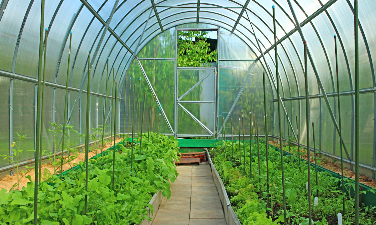 Polycarbonate Panels For Greenhouses - Domer