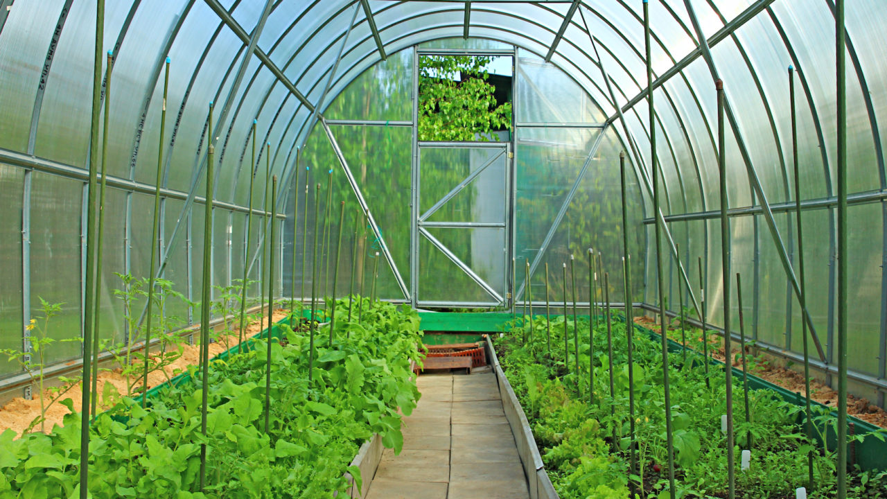 Polycarbonate Panels For Greenhouses - Domer